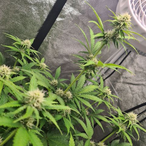 Double Kush Cake Auto growlog timeline photo