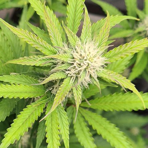 Double Kush Cake Auto growlog timeline photo