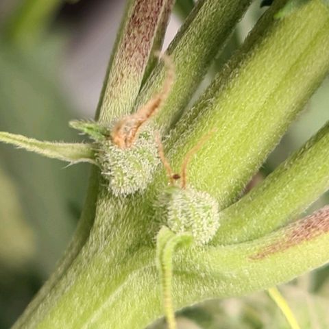 Double Kush Cake Auto growlog timeline photo
