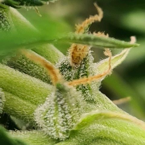 Double Kush Cake Auto growlog timeline photo