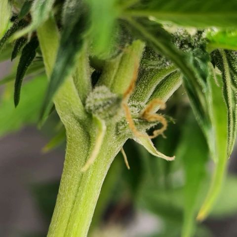 Double Kush Cake Auto growlog timeline photo