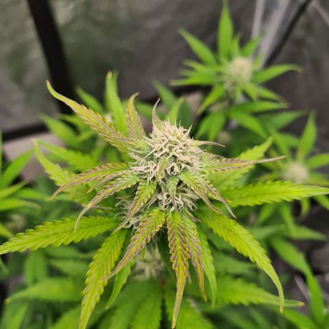 Double Kush Cake Auto growlog timeline photo