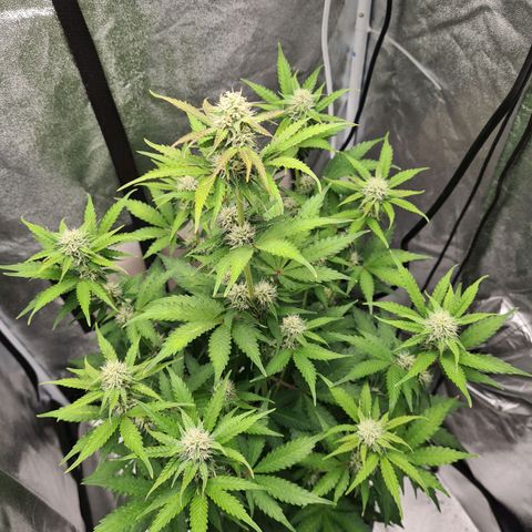 Double Kush Cake Auto growlog timeline photo