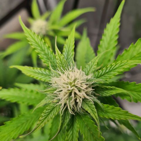 Double Kush Cake Auto growlog timeline photo