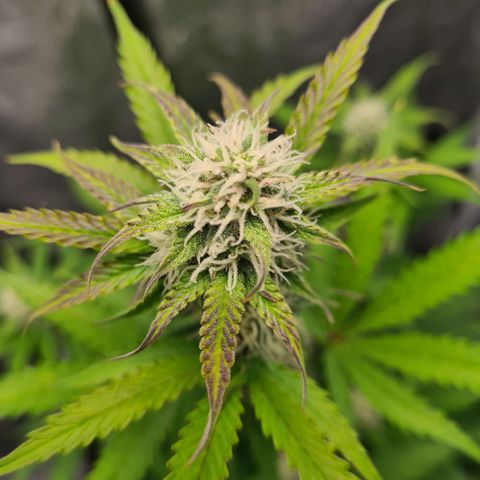 Double Kush Cake Auto growlog timeline photo