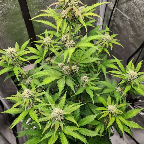 Double Kush Cake Auto growlog timeline photo