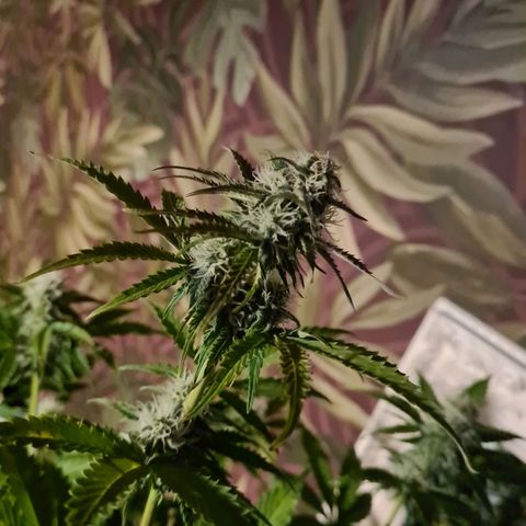Double Kush Cake Auto growlog timeline photo