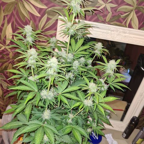 Double Kush Cake Auto growlog timeline photo