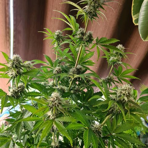 Double Kush Cake Auto growlog timeline photo