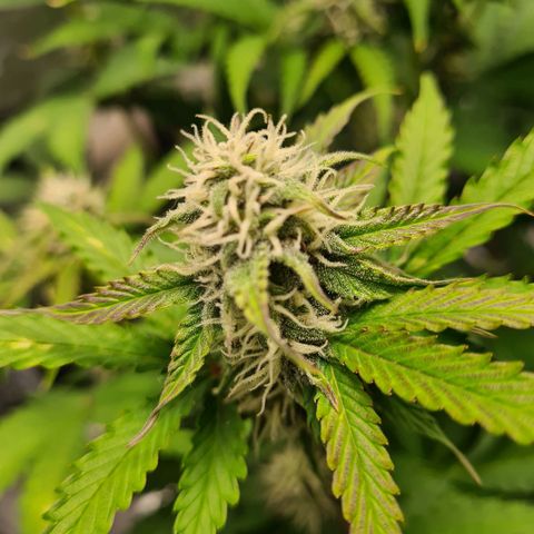 Double Kush Cake Auto growlog timeline photo
