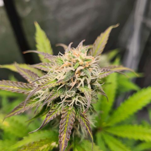 Double Kush Cake Auto growlog timeline photo