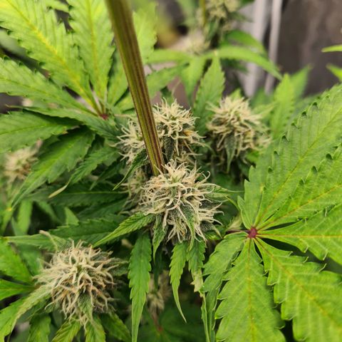 Double Kush Cake Auto growlog timeline photo