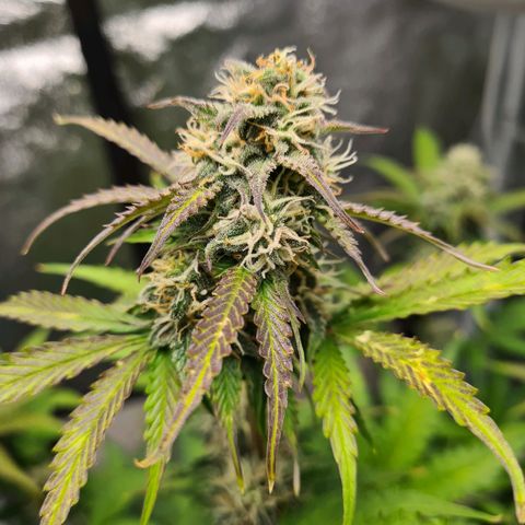 Double Kush Cake Auto growlog timeline photo