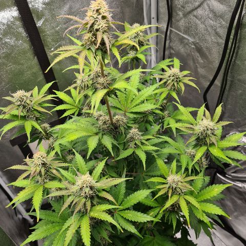Double Kush Cake Auto growlog timeline photo