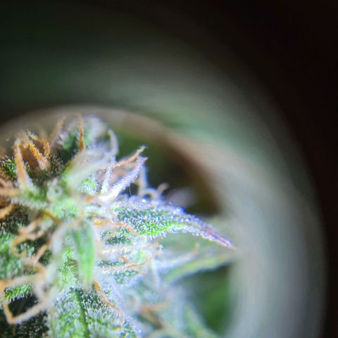 Double Kush Cake Auto growlog timeline photo