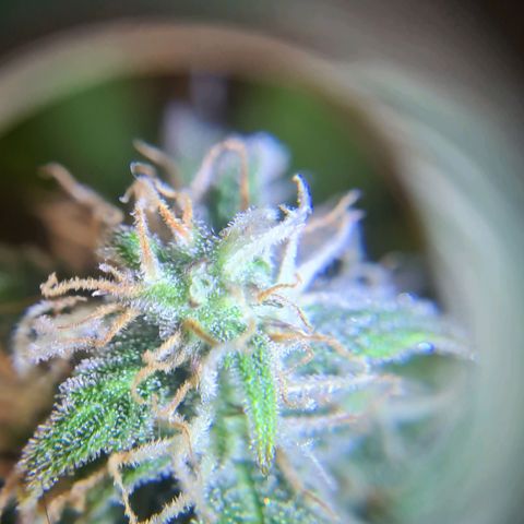 Double Kush Cake Auto growlog timeline photo