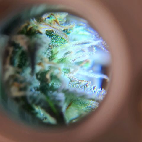 Double Kush Cake Auto growlog timeline photo