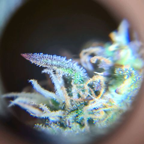 Double Kush Cake Auto growlog timeline photo