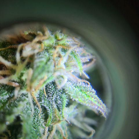 Double Kush Cake Auto growlog timeline photo