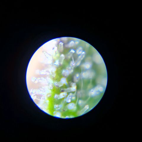 Double Kush Cake Auto growlog timeline photo