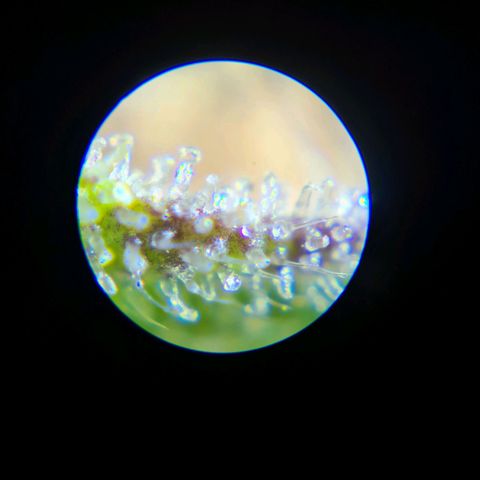 Double Kush Cake Auto growlog timeline photo