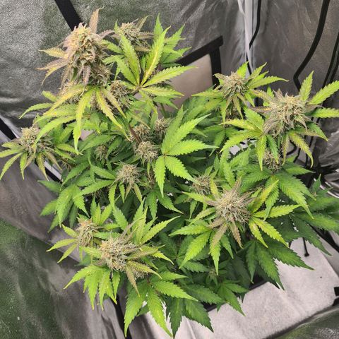 Double Kush Cake Auto growlog timeline photo