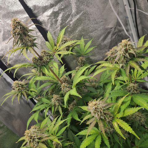 Double Kush Cake Auto growlog timeline photo