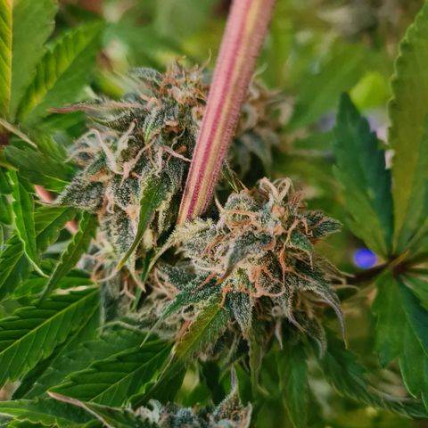 Double Kush Cake Auto growlog timeline photo