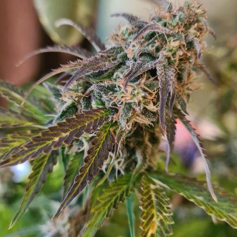 Double Kush Cake Auto growlog timeline photo