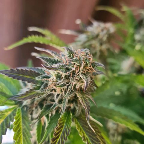 Double Kush Cake Auto growlog timeline photo