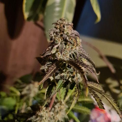 Double Kush Cake Auto growlog timeline photo