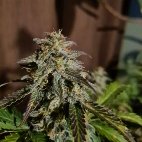 Double Kush Cake Auto growlog timeline photo