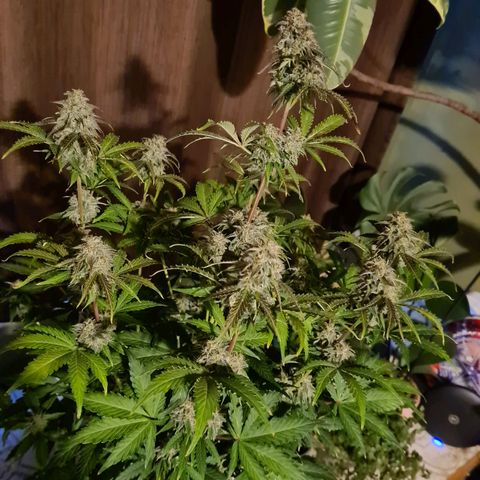 Double Kush Cake Auto growlog timeline photo