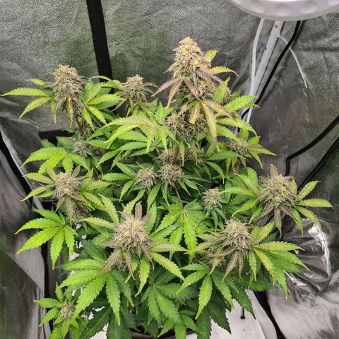 Double Kush Cake Auto growlog timeline photo