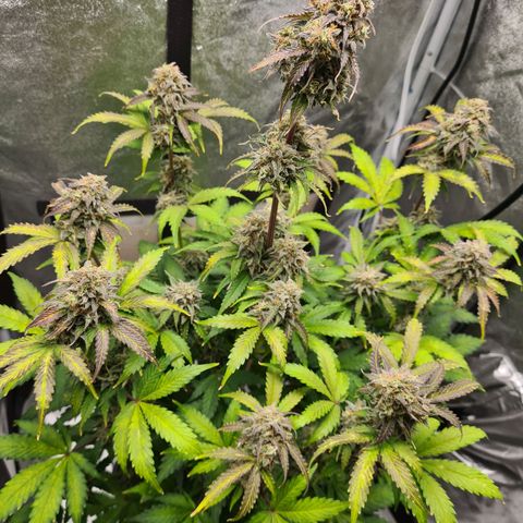 Double Kush Cake Auto growlog timeline photo
