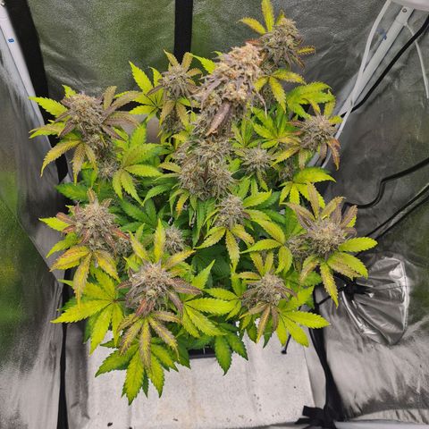 Double Kush Cake Auto growlog timeline photo