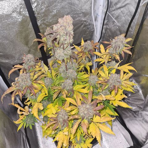 Double Kush Cake Auto growlog photo: 24hrs into dark period