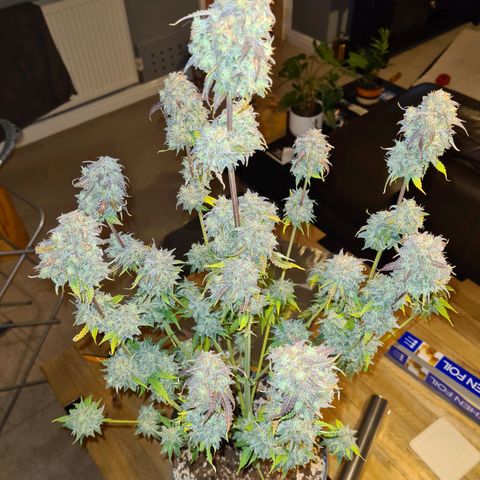 Double Kush Cake Auto growlog timeline photo