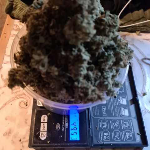 Double Kush Cake Auto growlog timeline photo