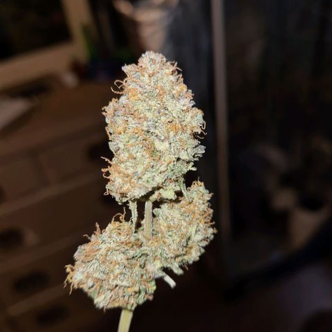 Double Kush Cake Auto growlog timeline photo