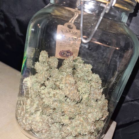 Double Kush Cake Auto growlog timeline photo