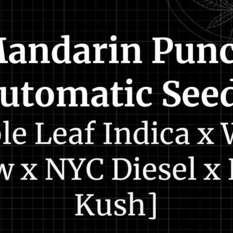 Mandarin Punch auto  growlog timeline photo