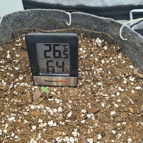 Mandarin Punch auto  growlog timeline photo