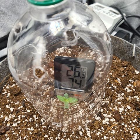 Mandarin Punch auto  growlog timeline photo