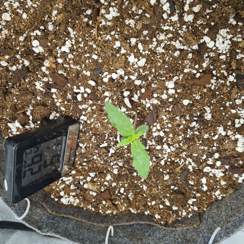 Mandarin Punch auto  growlog timeline photo