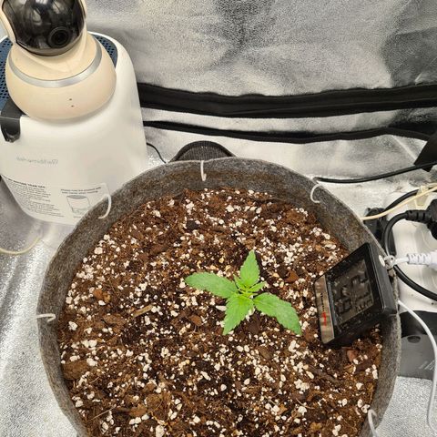 Mandarin Punch auto  growlog timeline photo