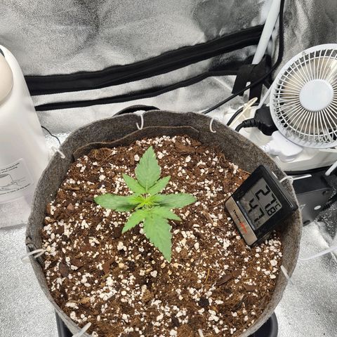 Mandarin Punch auto  growlog timeline photo
