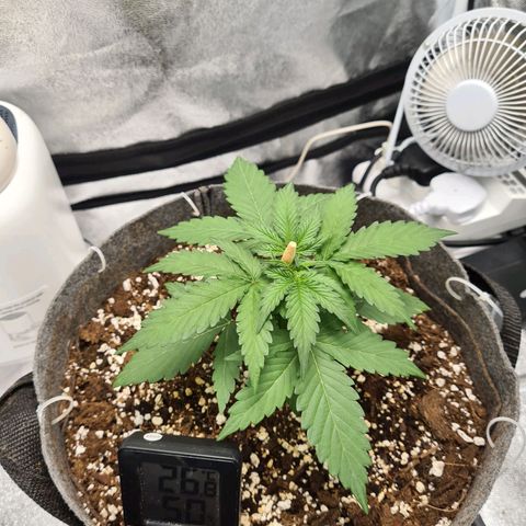 Mandarin Punch auto  growlog timeline photo