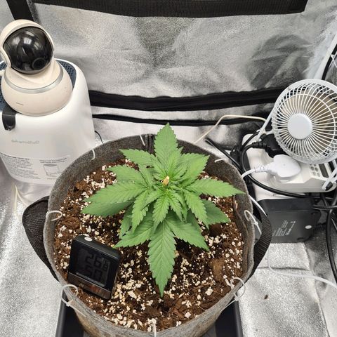 Mandarin Punch auto  growlog timeline photo