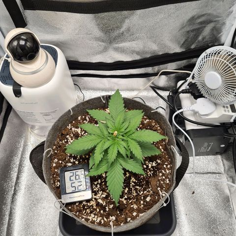 Mandarin Punch auto  growlog timeline photo